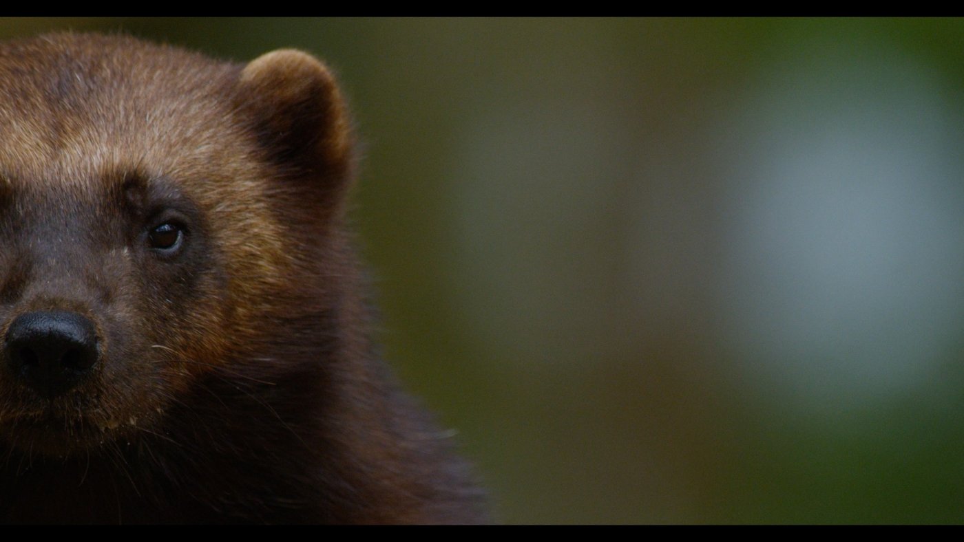 Das Vielfraßweibchen Freya