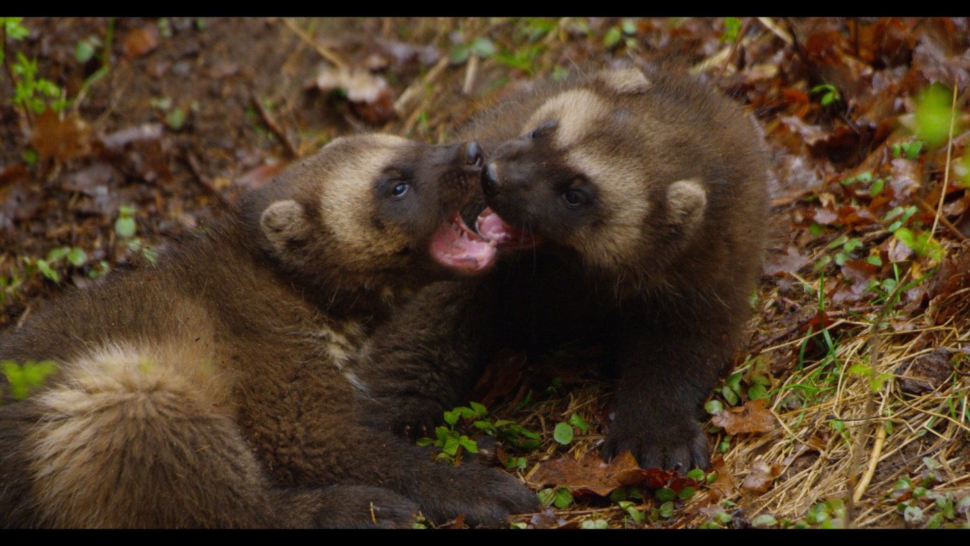 Die beiden Jungen testen ihre Kräfte.