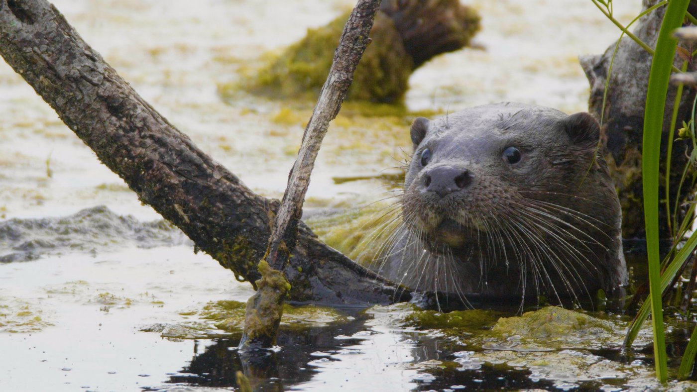 Otter Nahaufnahme