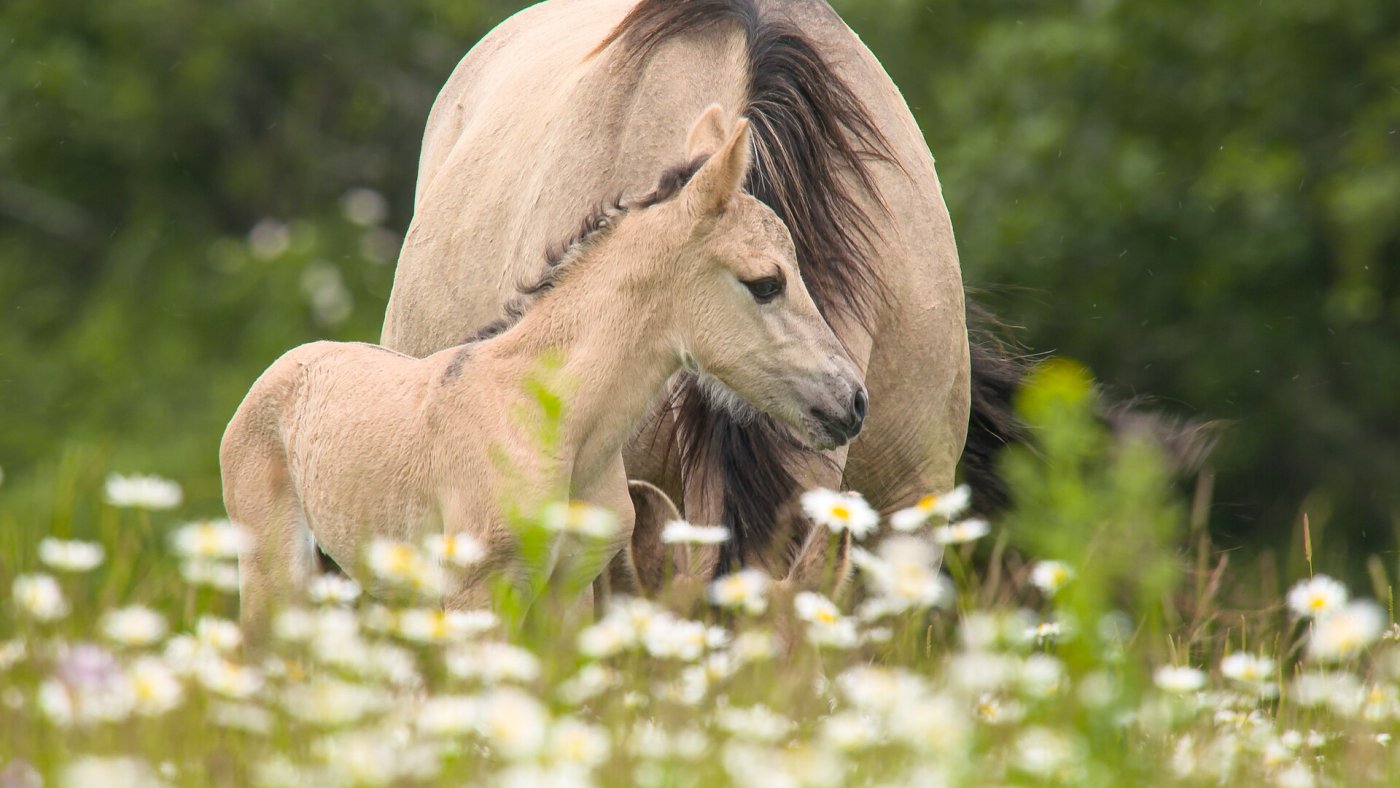 Konik Pferde Stute mit Fohlen