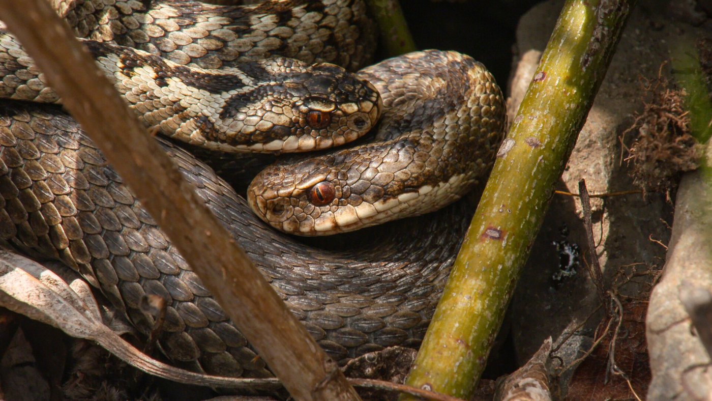 Kreuzottern bei der Paarung Kreuzottern bei der Paarung