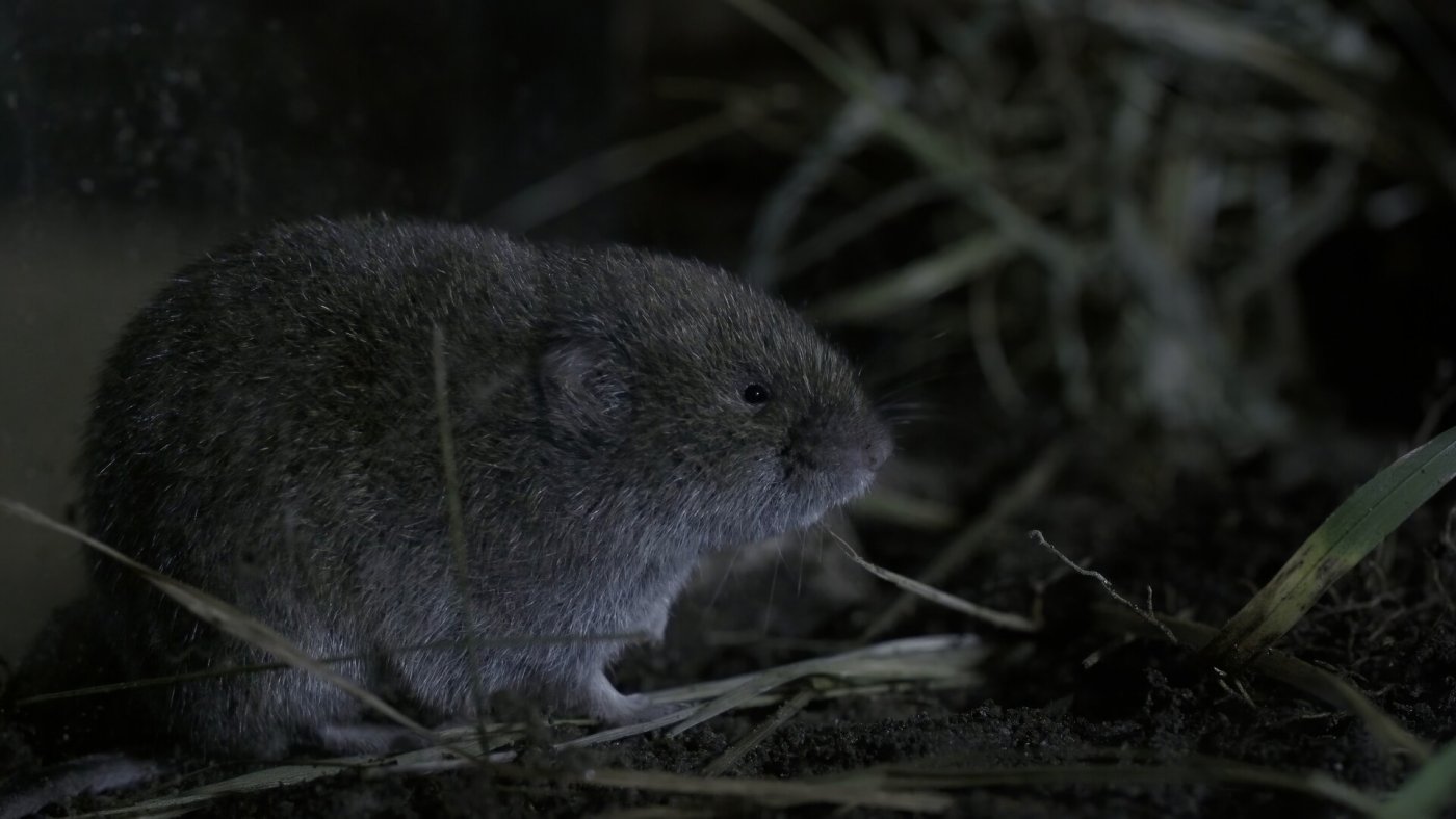 Die Bayerische Kurzohrmaus (Microtus bavaricus)