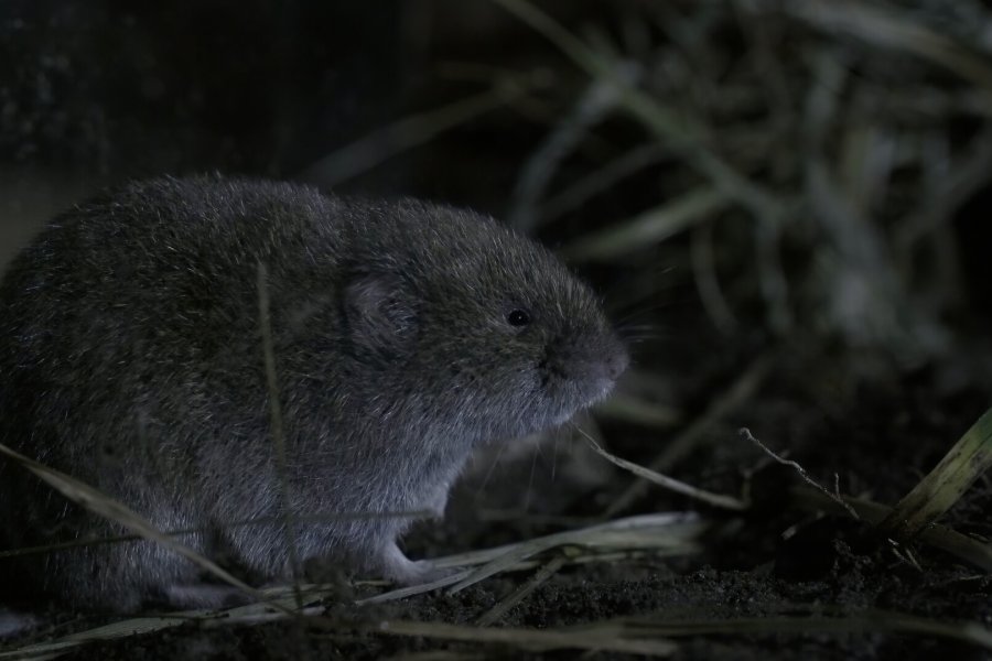 Die Bayerische Kurzohrmaus (Microtus bavaricus)