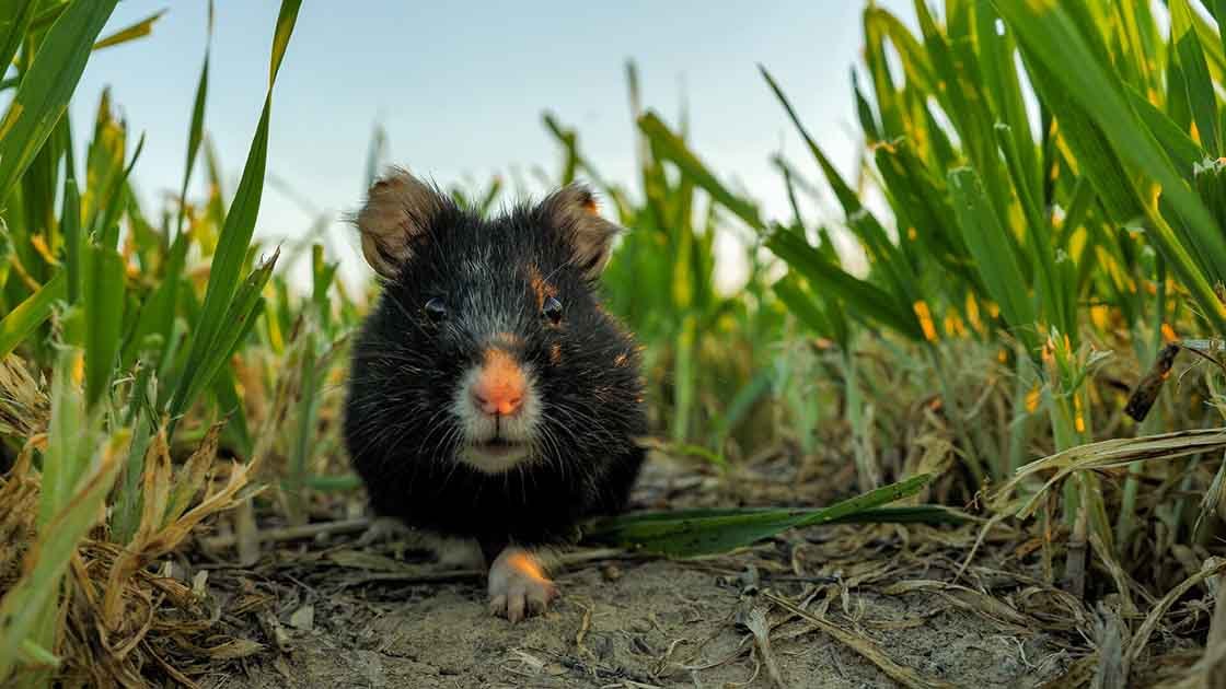 Schwarze Feldhamster kommen nur in Thüringen vor.
