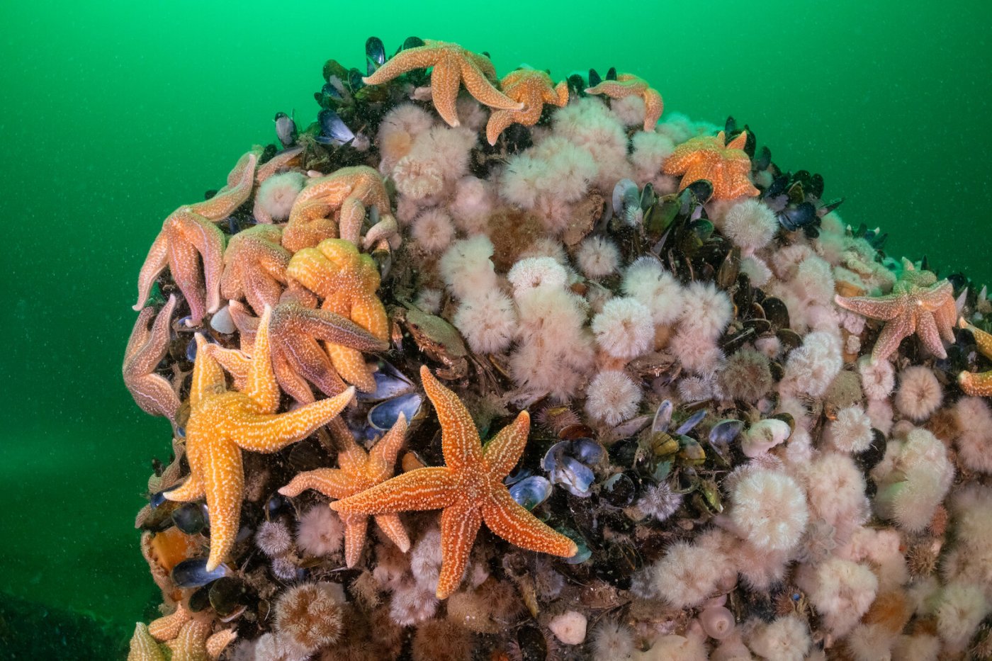 Unterwasserlandschaft in der Nordsee mit Seesternen, Seenelken und Miesmuscheln.