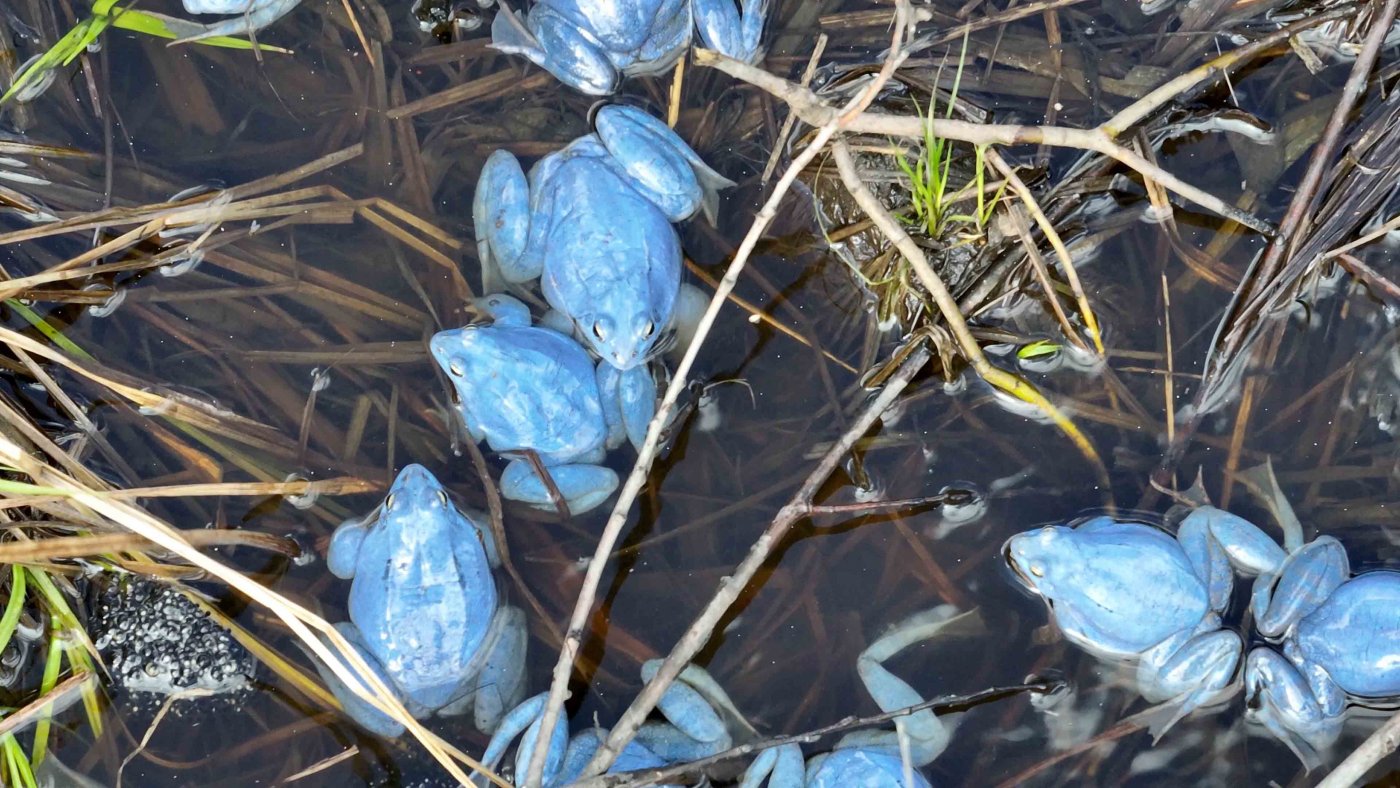 Moorfrösche (Rana arvalis) Die männlichen Frösche nehmen nur während der kurzen Paarungszeit im Frühjahr diese leuchtend blaue Farbe an.