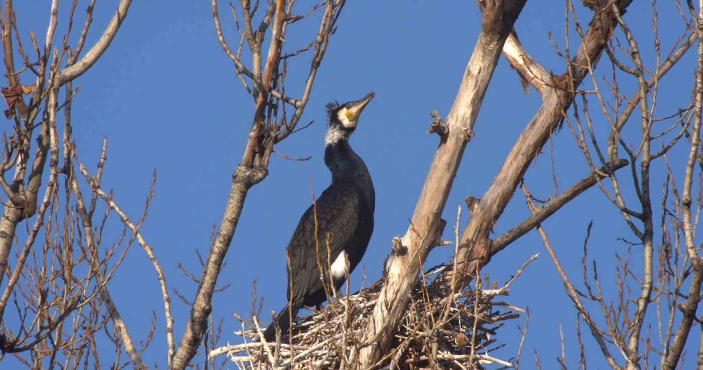 Kormoran (Phalacrocorax carbo)