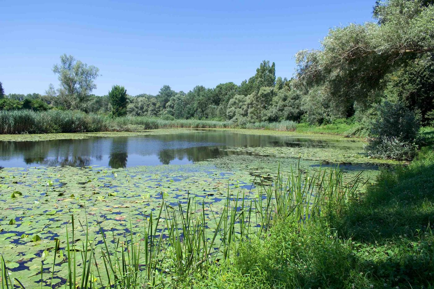 Kleiner Teich mit Seerosen © Terra Mater Studios / Szabolcs Mosonyi