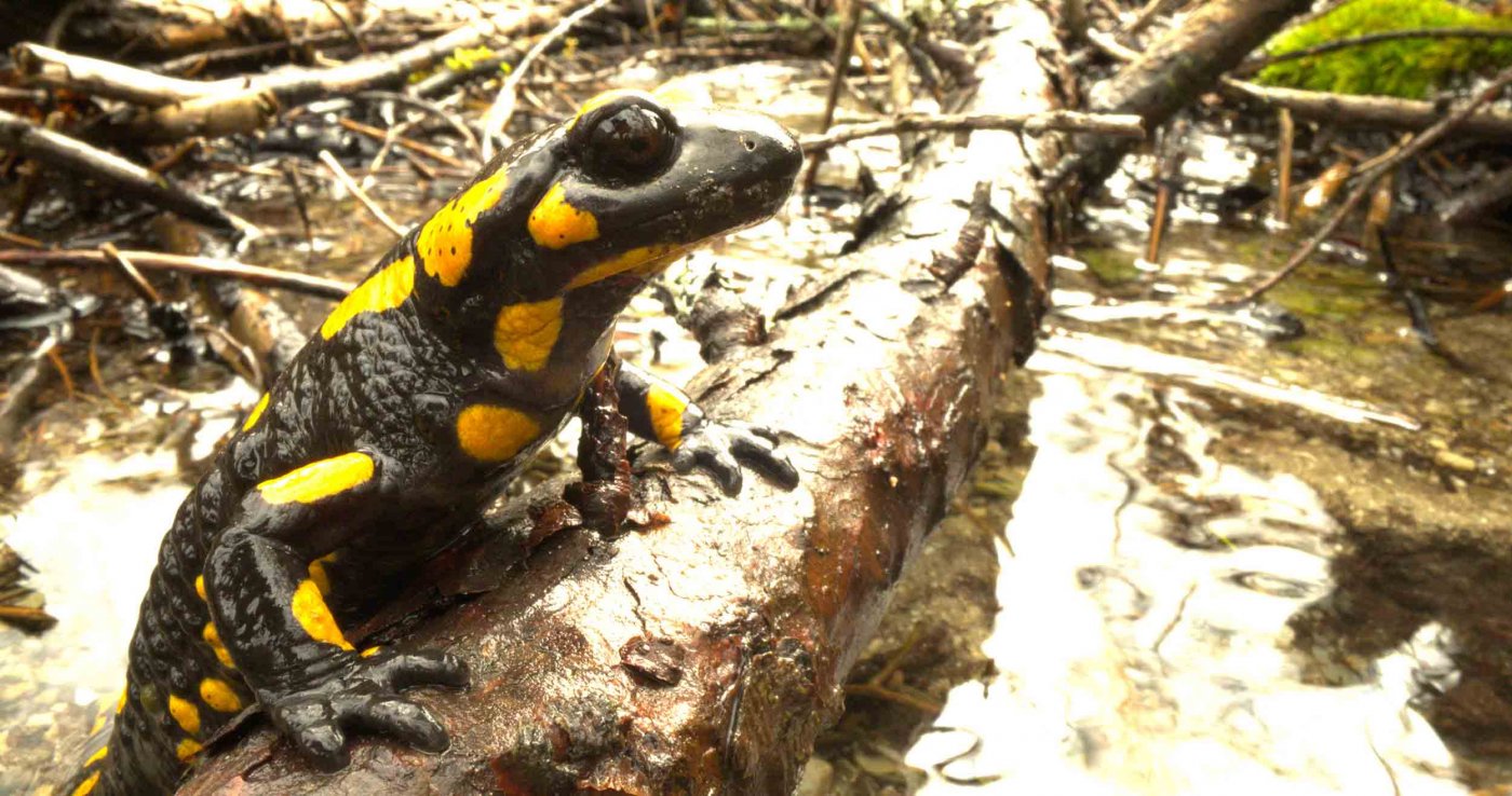 Feuersalamander an kleinem Wildbach © Terra Mater Studios / Szabolcs Mosonyi