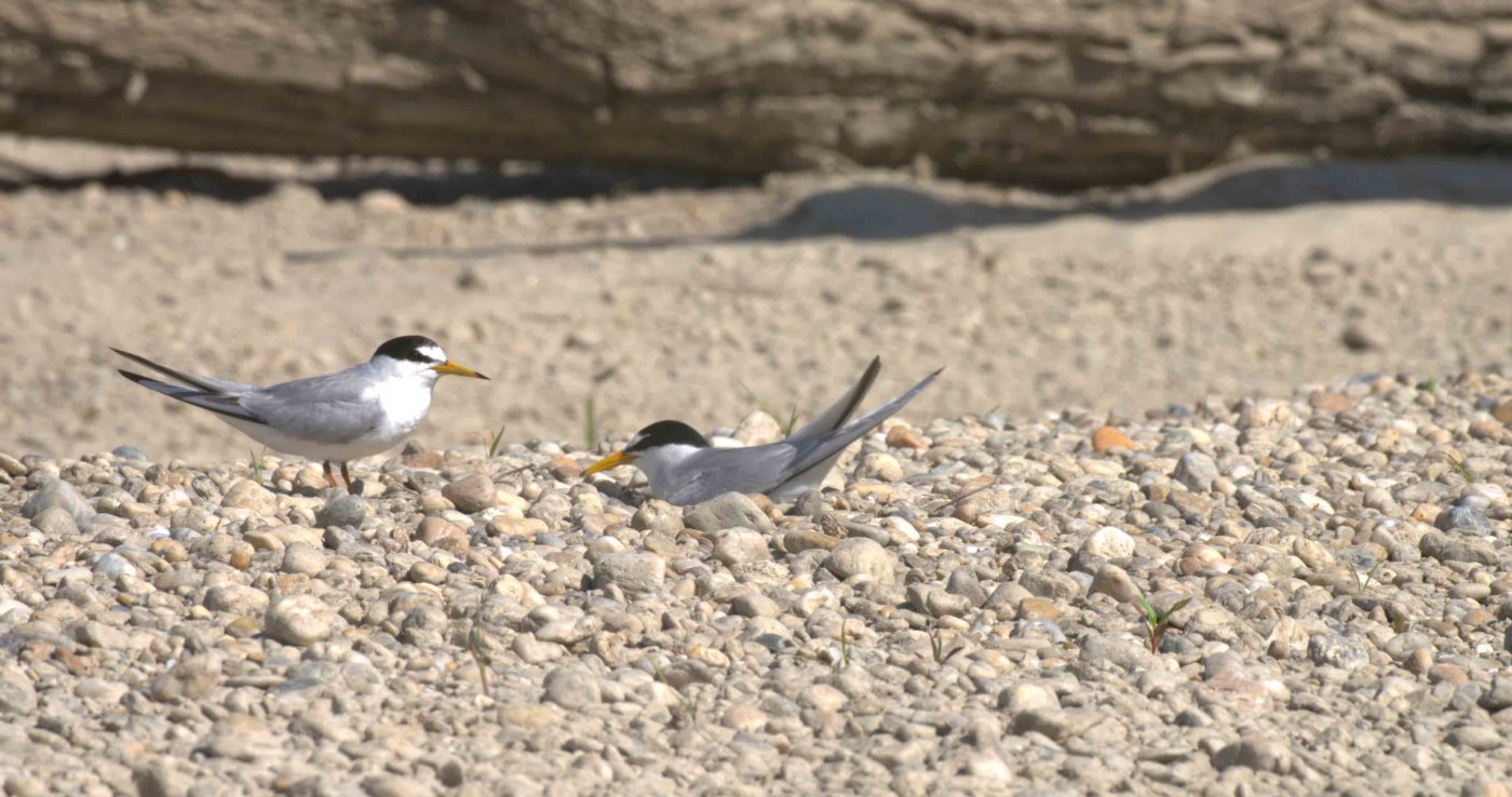 Im Mittellauf der Drau, in Ungarn, brüten Zwergseeschwalben auf Kiesbänken © Terra Mater Studios / Szabolcs Mosonyi