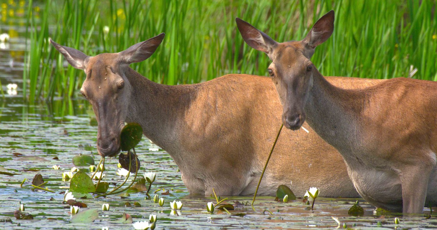 Rothirsche kommen zum Baden und Fressen zu den Tümpeln und Seen entlang der Drau und der Donau © Terra Mater Studios / Szabolcs Mosonyi