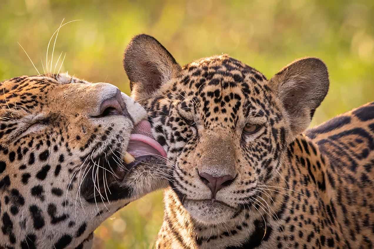 Auf der Suche nach dem Jaguar