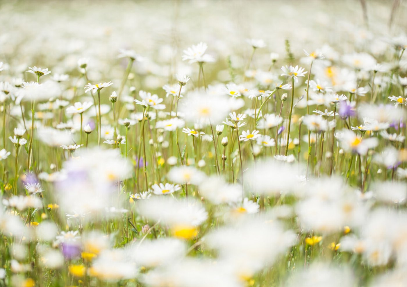 Lebensraum vieler Käferarten eine – Blumenwiese.