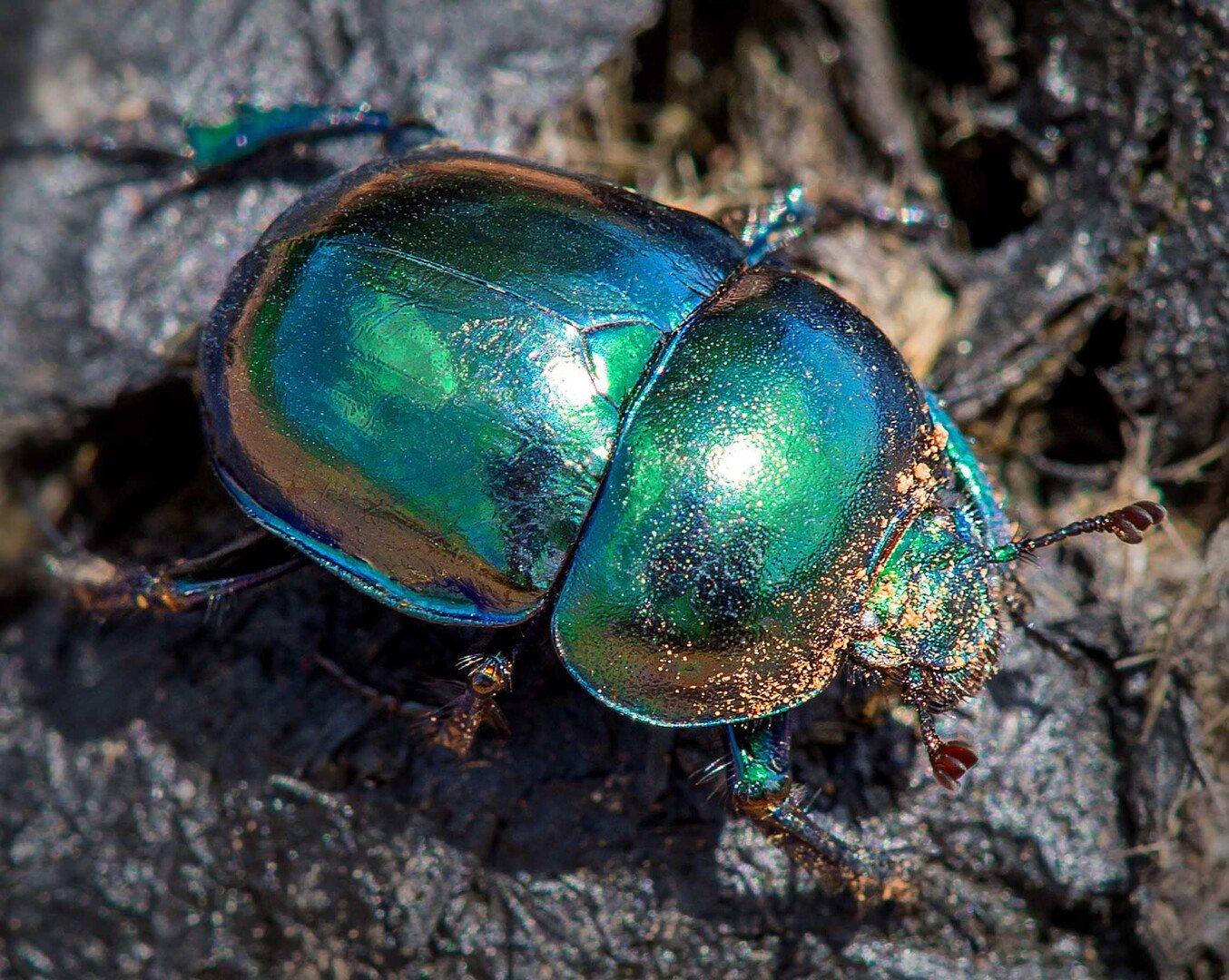 Frühlingsmistkäfer (Trypocopris vernalis)