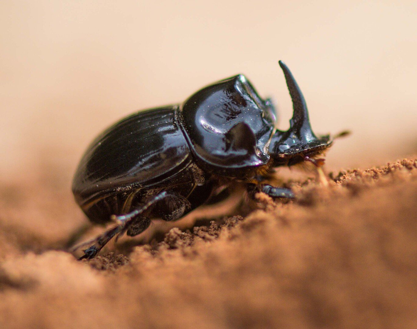 Mondhornkäfer (Copris lunaris)