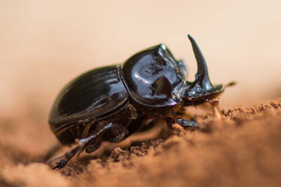 Mondhornkäfer (Copris lunaris)