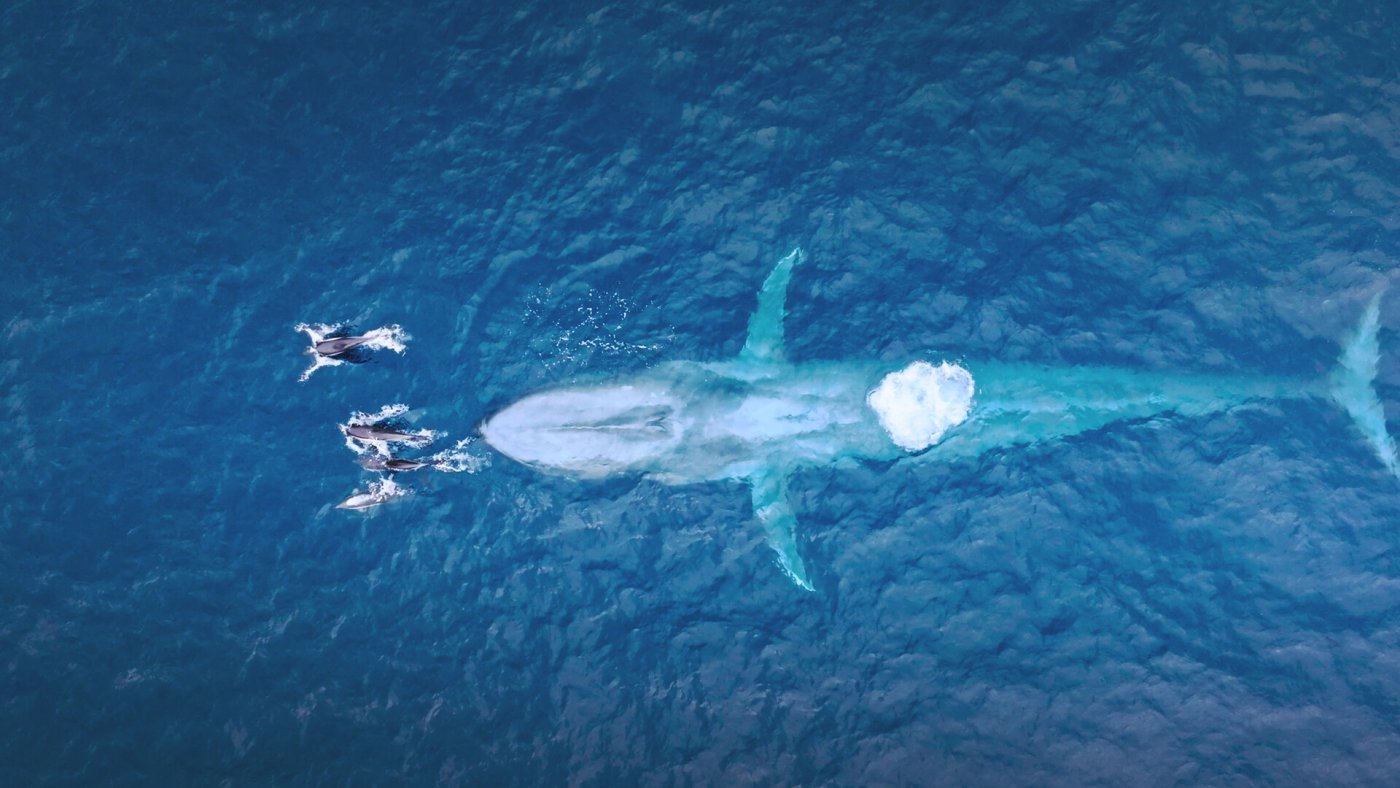 Ein Blauwal und die viel kleineren Delfine