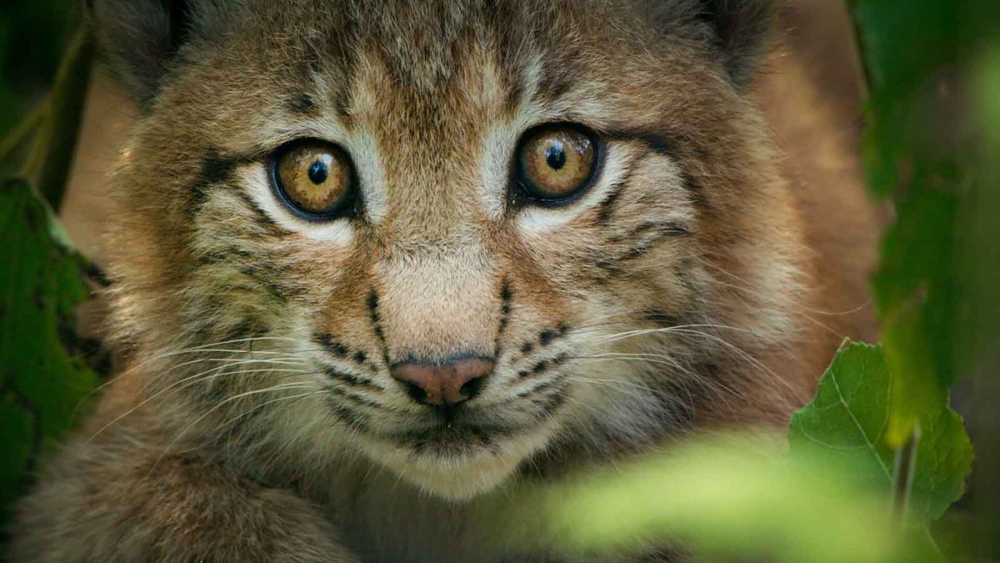 Der Luchs (Lynx lynx) ist die größte wild lebende Katzenart Europas. Der Einzelgänger bewohnt große Waldgebiete.