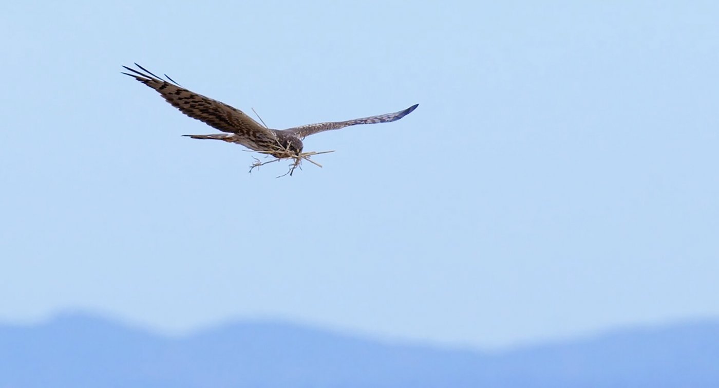 Wiesenweihe mit Nistmaterial
