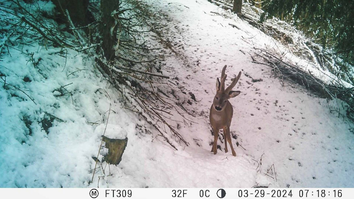 Mit Hilfe von Wildkameras können Wildtiere in ihrer natürlichen Umgebung beobachtet werden. Aber diese Geräte müssen installiert und gewartet werden.