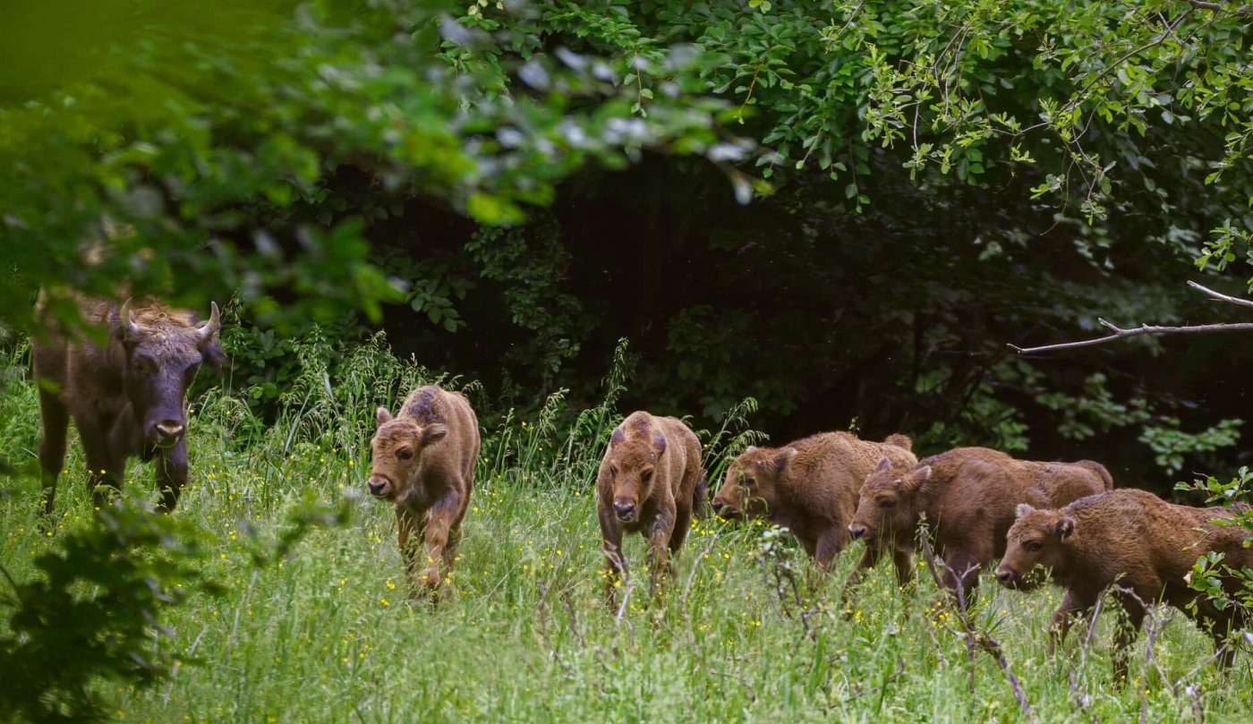 Europäische Bisons