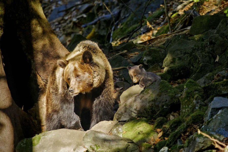 Ein Bär mit Jungtier