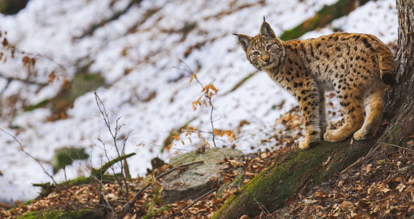 Ein Luchs