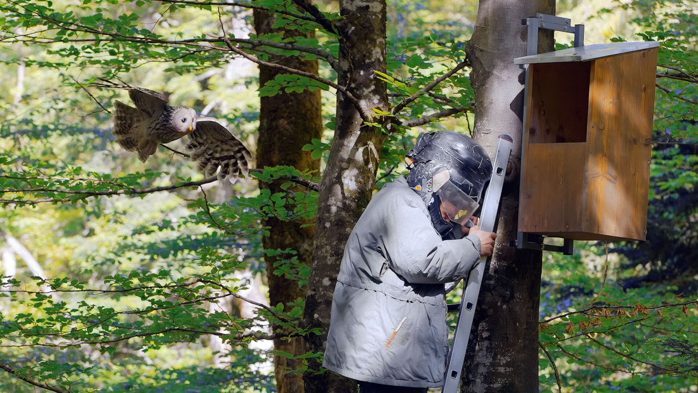 Eulen verteidigen entschlossen ihren Nachwuchs.