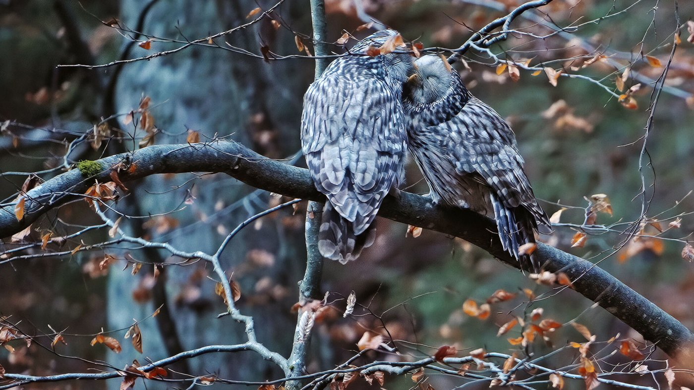 Einmal geschlossene Bindungen halten oft ein Leben lang.