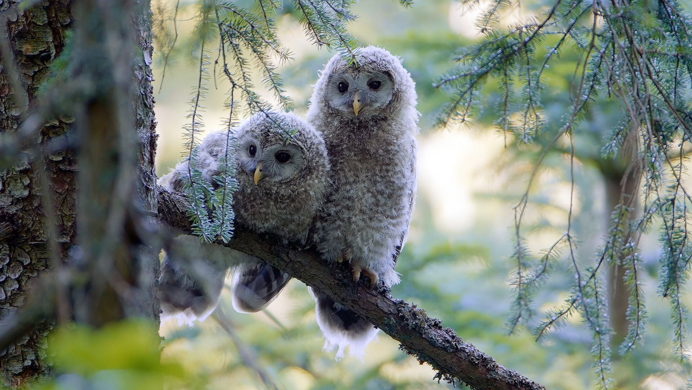Diese Ästlinge warten auf Futter.