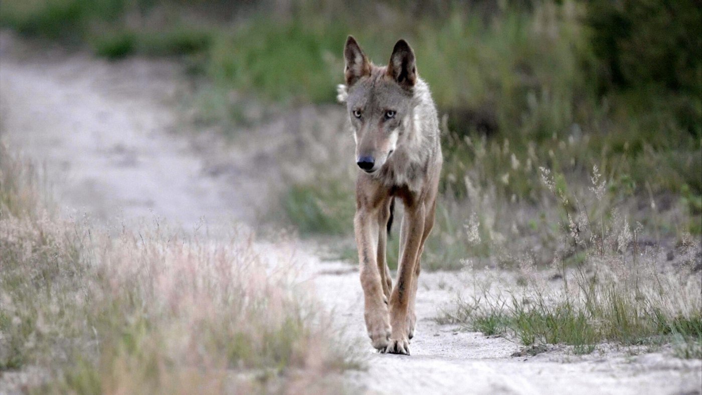 Wolf Wolf