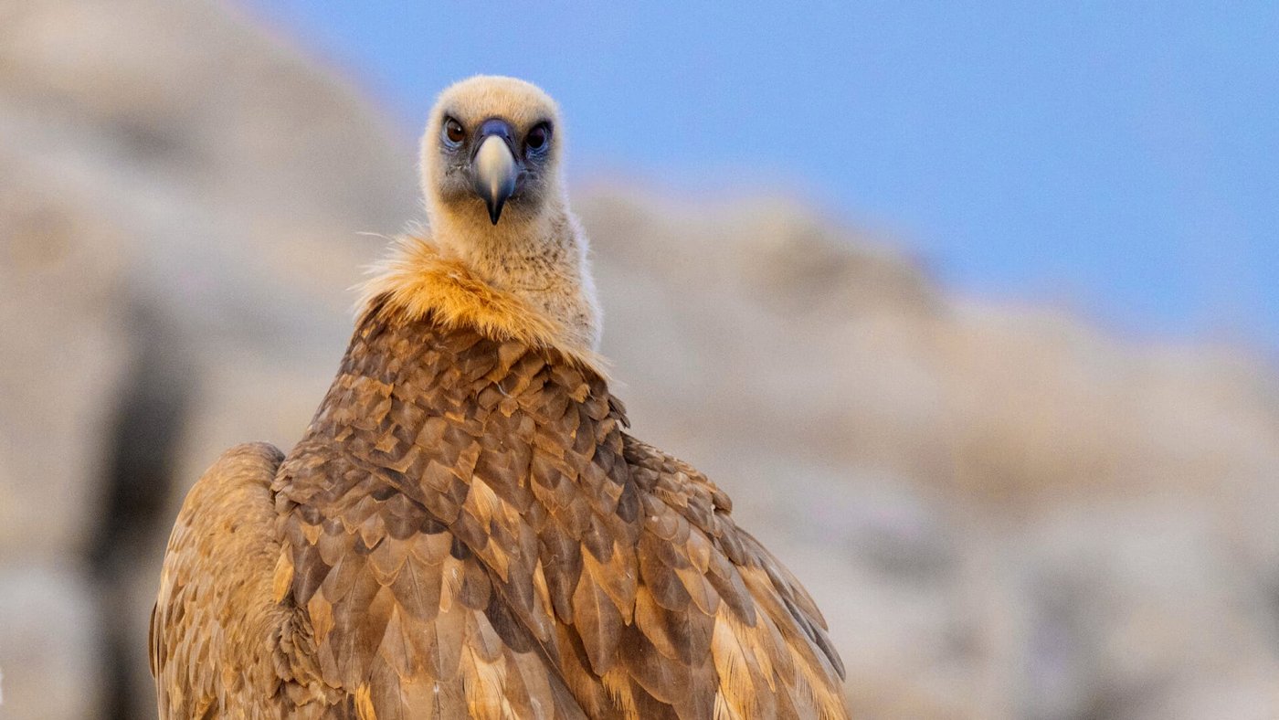 Gänsegeier (Gyps fulvus) erreichen eine beeindruckende Flügelspannweite von bis zu 280 cm. Gänsegeier sind spezialisierte Aasfresser, die überwiegend Kadaver größerer Tiere verwerten.