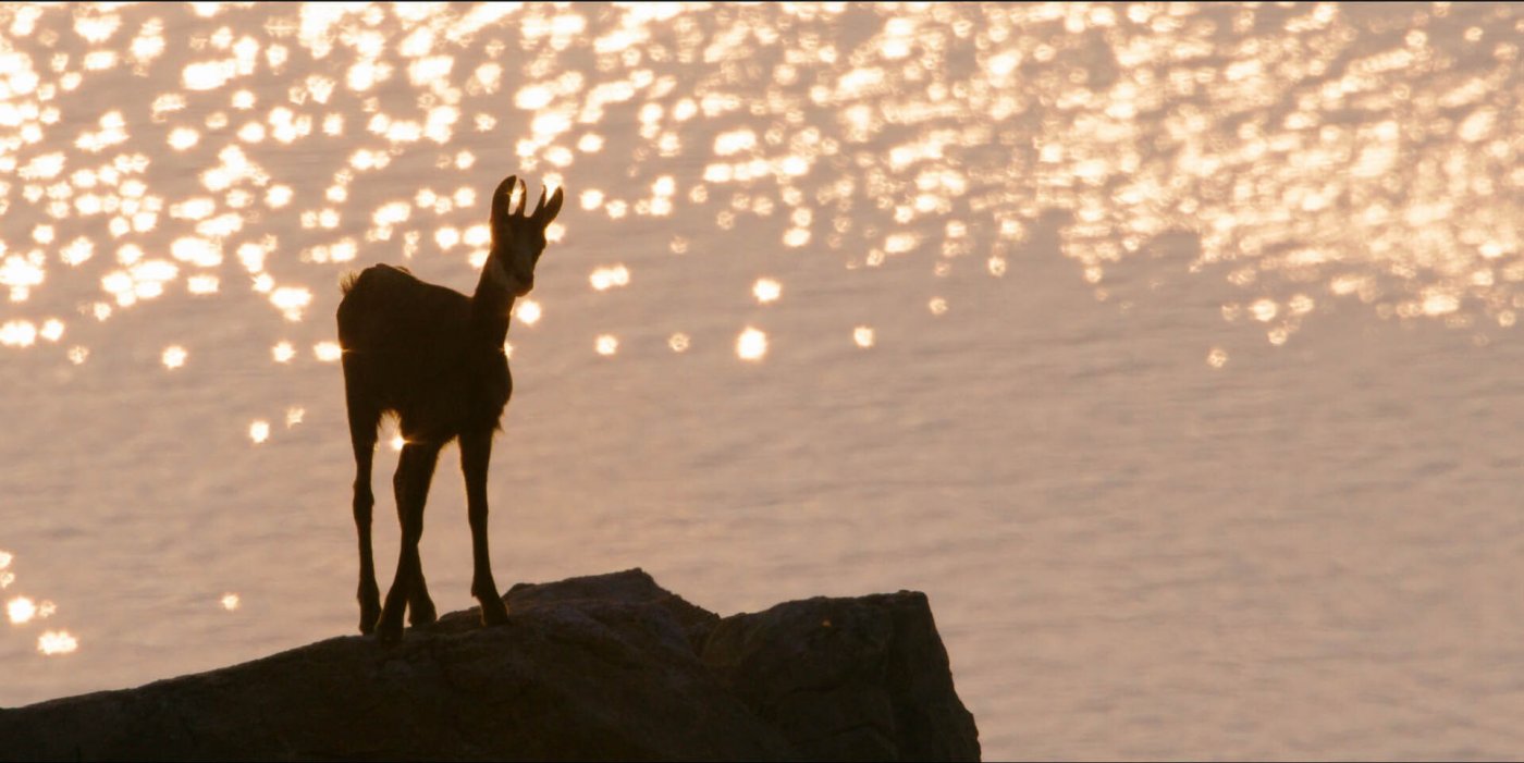 Das mächtige Küstengebirge Kroatiens ist die Heimat vieler Gämsen.
