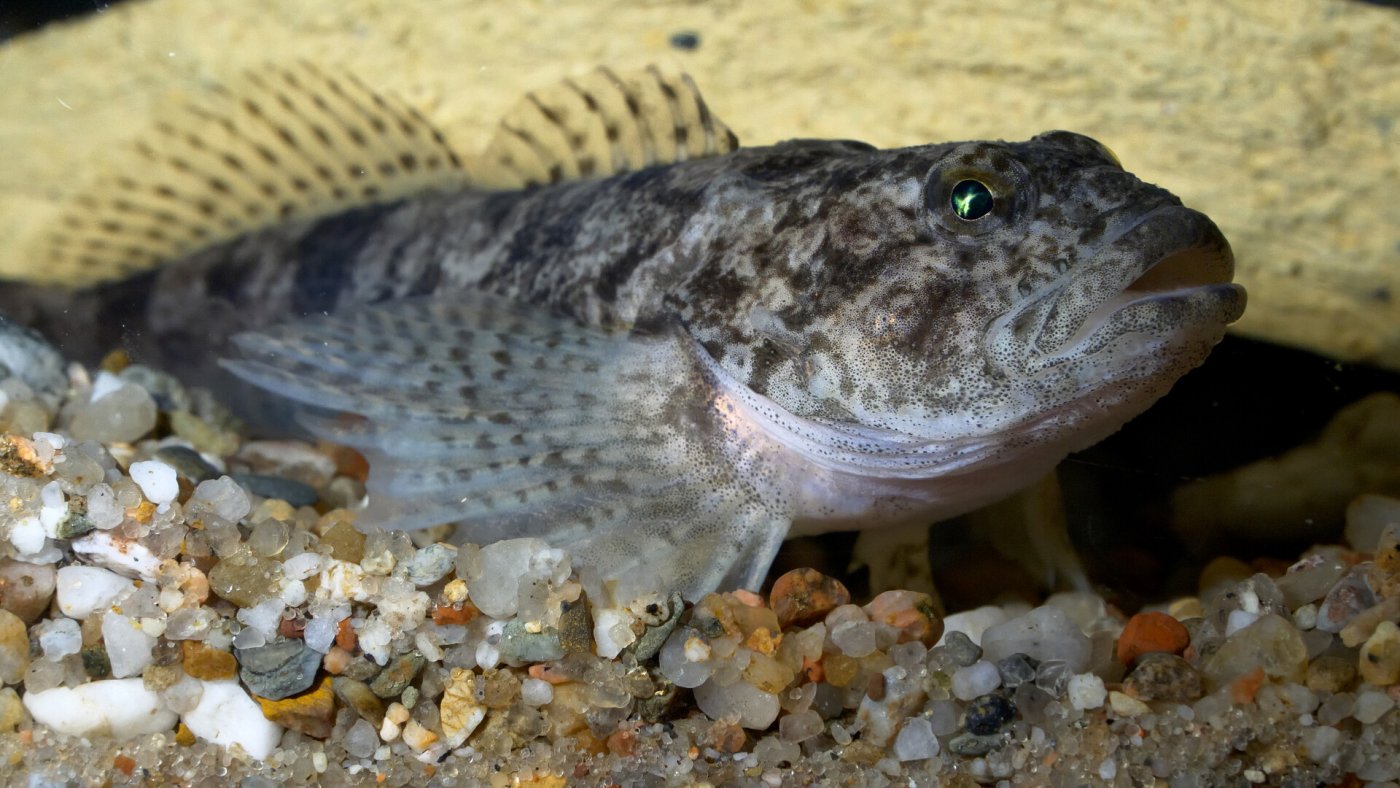 Die Ostgroppe (<i>Cottus poecilopus</i>) gehört zur Knochenfischfamilie der Cottidae (Groppen). Sie wird maximal 12,5 cm lang und hat ein drachenhaftes Aussehen mit einem großen Kopf und einem sich nach hinten stark verjüngenden Körper.