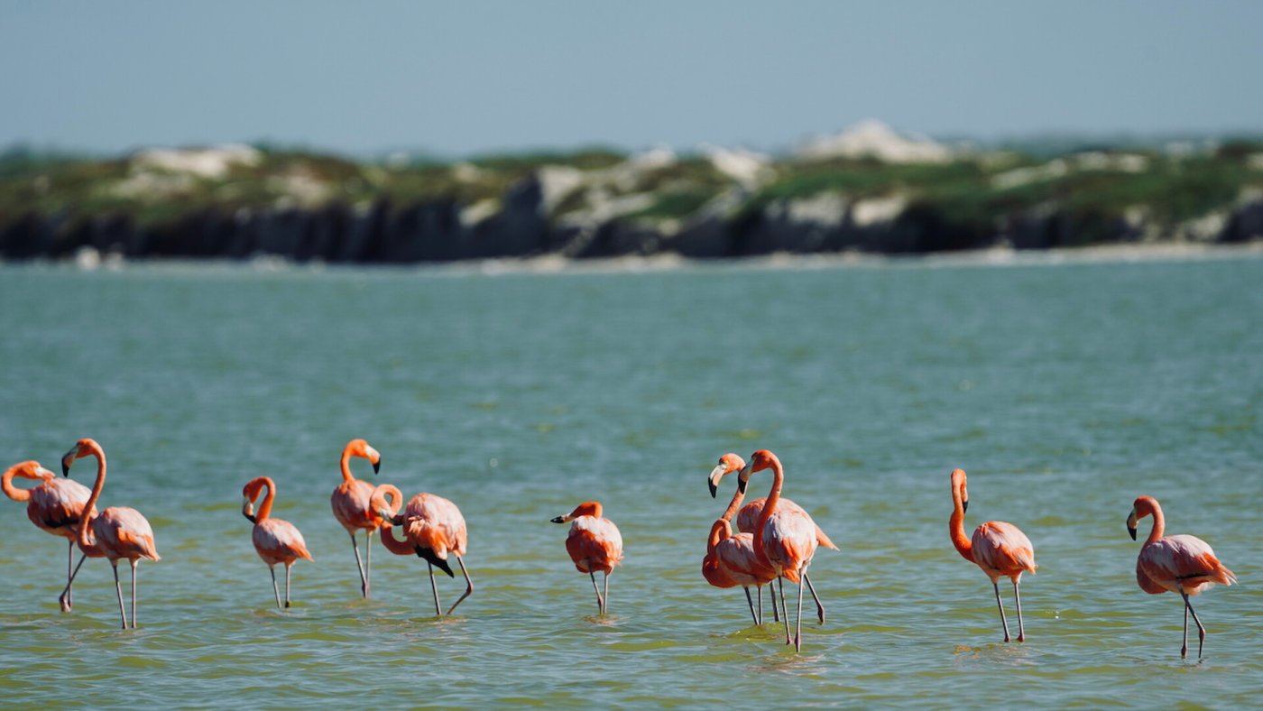 Flamingos sind durch ihre langen Beine prädestiniert für Feuchtgebiete.