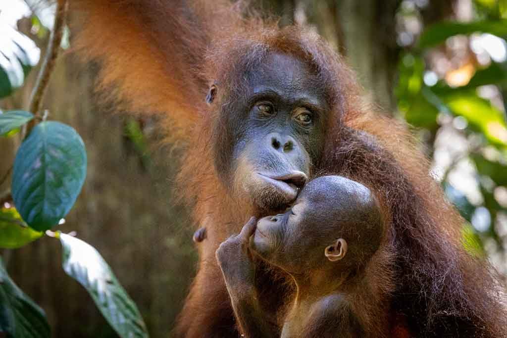 Orang-Utan Mutter mit Kind – Foto: NDR Naturfilm Zorillafilm Grospitz&Westphalen