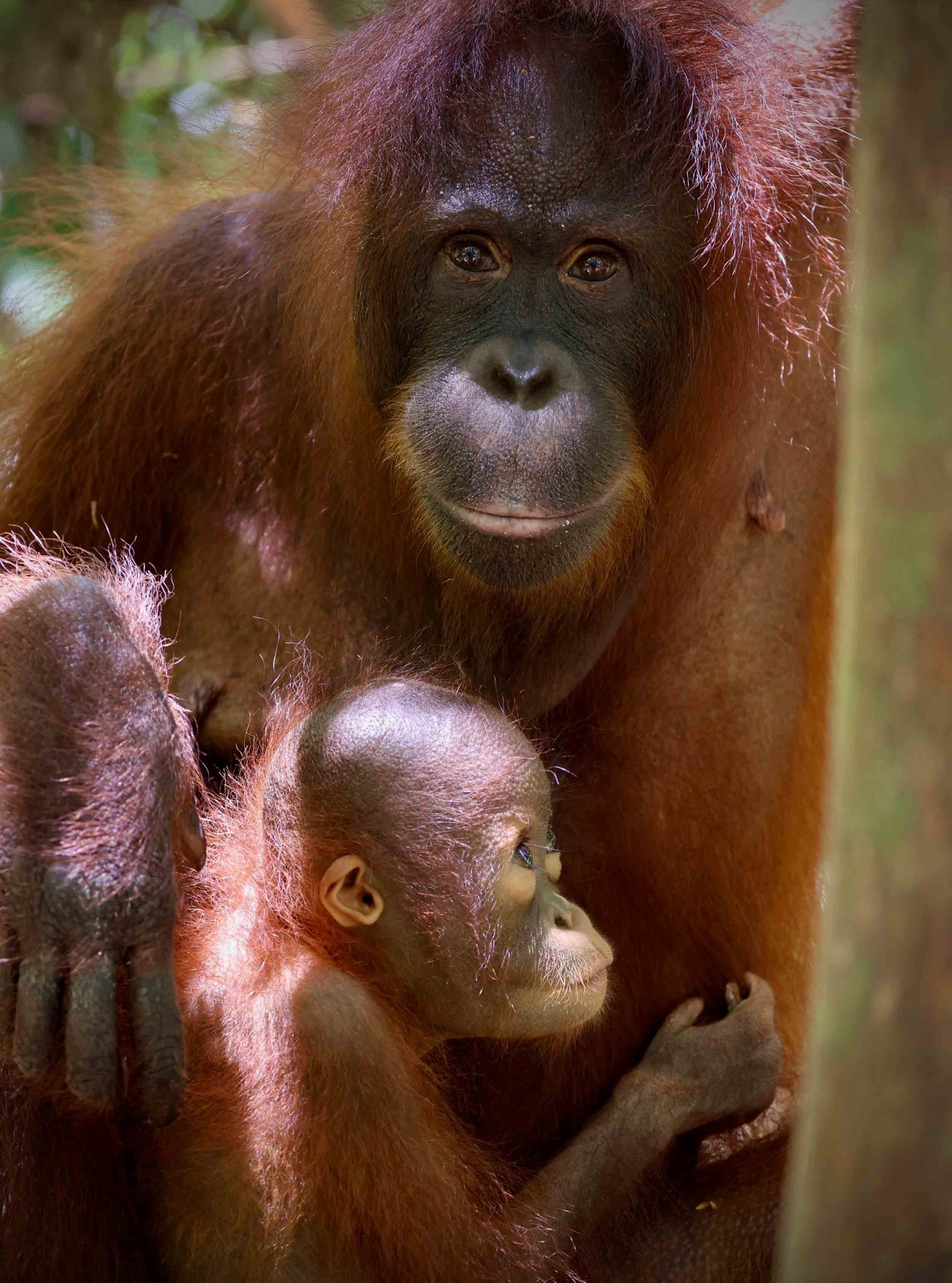 Orang-Utan Mutter mit Kind – Foto: NDR Naturfilm Zorillafilm Grospitz&Westphalen