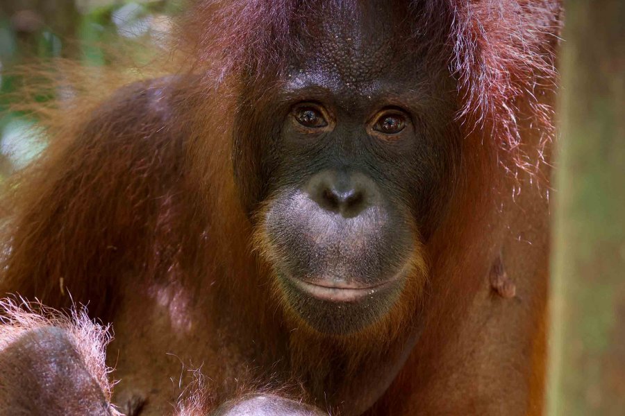 Orang-Utan Mutter mit Kind – Foto: NDR Naturfilm Zorillafilm Grospitz&Westphalen