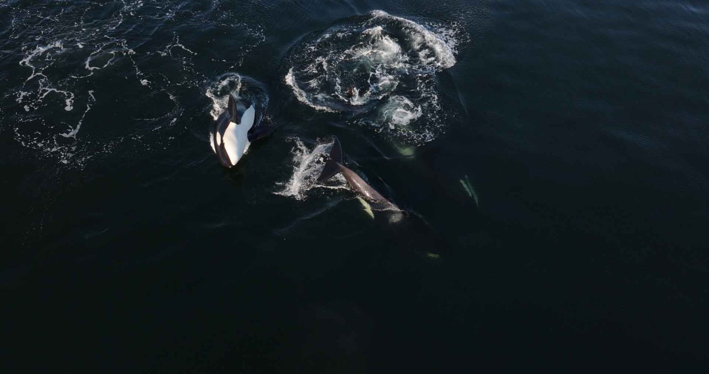 Hier scheinen die Orcas zu spielen. Oder sind sie doch bei der Jagd?