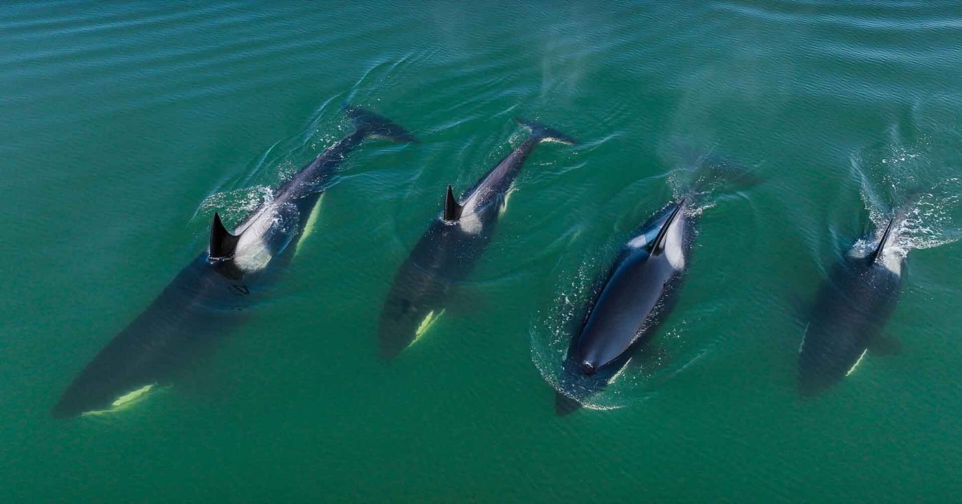 Orcas sind gesellige Tiere, die auch im Familienverbund unterwegs sind.