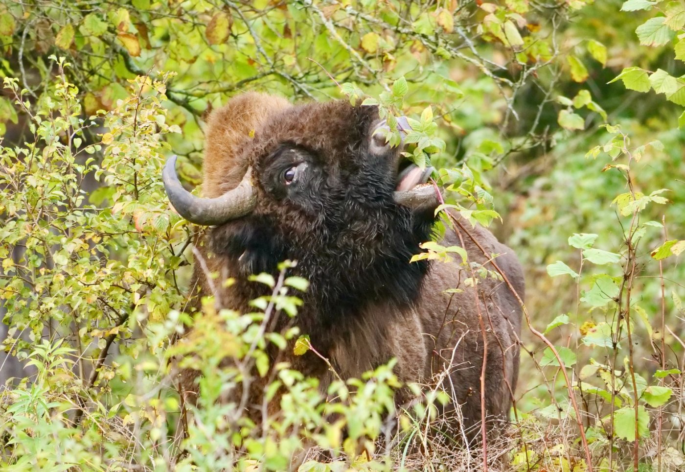 Wisent