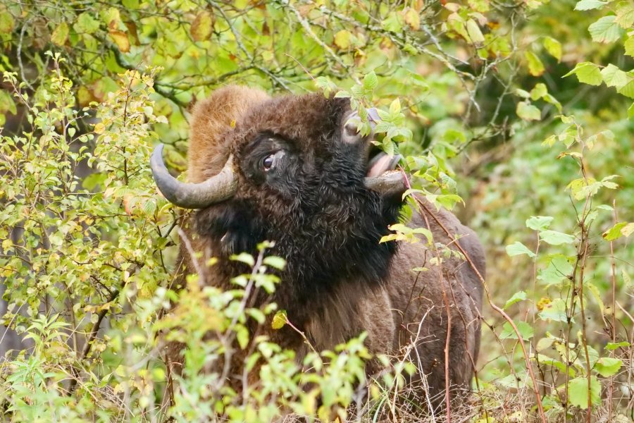 Wisent
