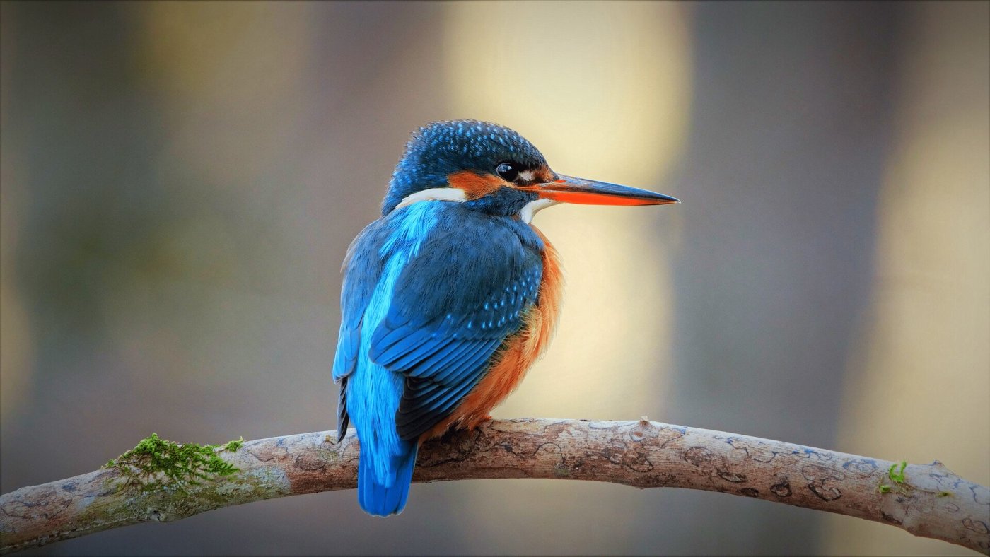 Eisvogel