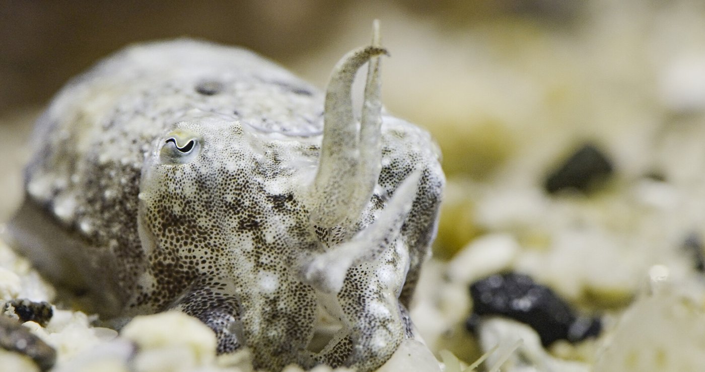 Sepias 8 Arme haben viele Funktionen