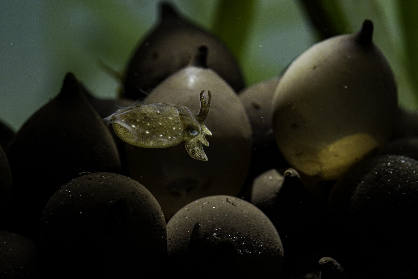 Sepia, gerade geschlüpft