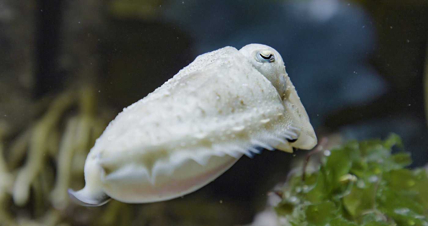 Ihr größtes Feature ist die Fähigkeit sich ihrer Umgebung anzupassen und damit unsichtbar zu werden. Aber nicht nur das, Sepia kommuniziert auch über Farbspiele auf ihrer Haut.