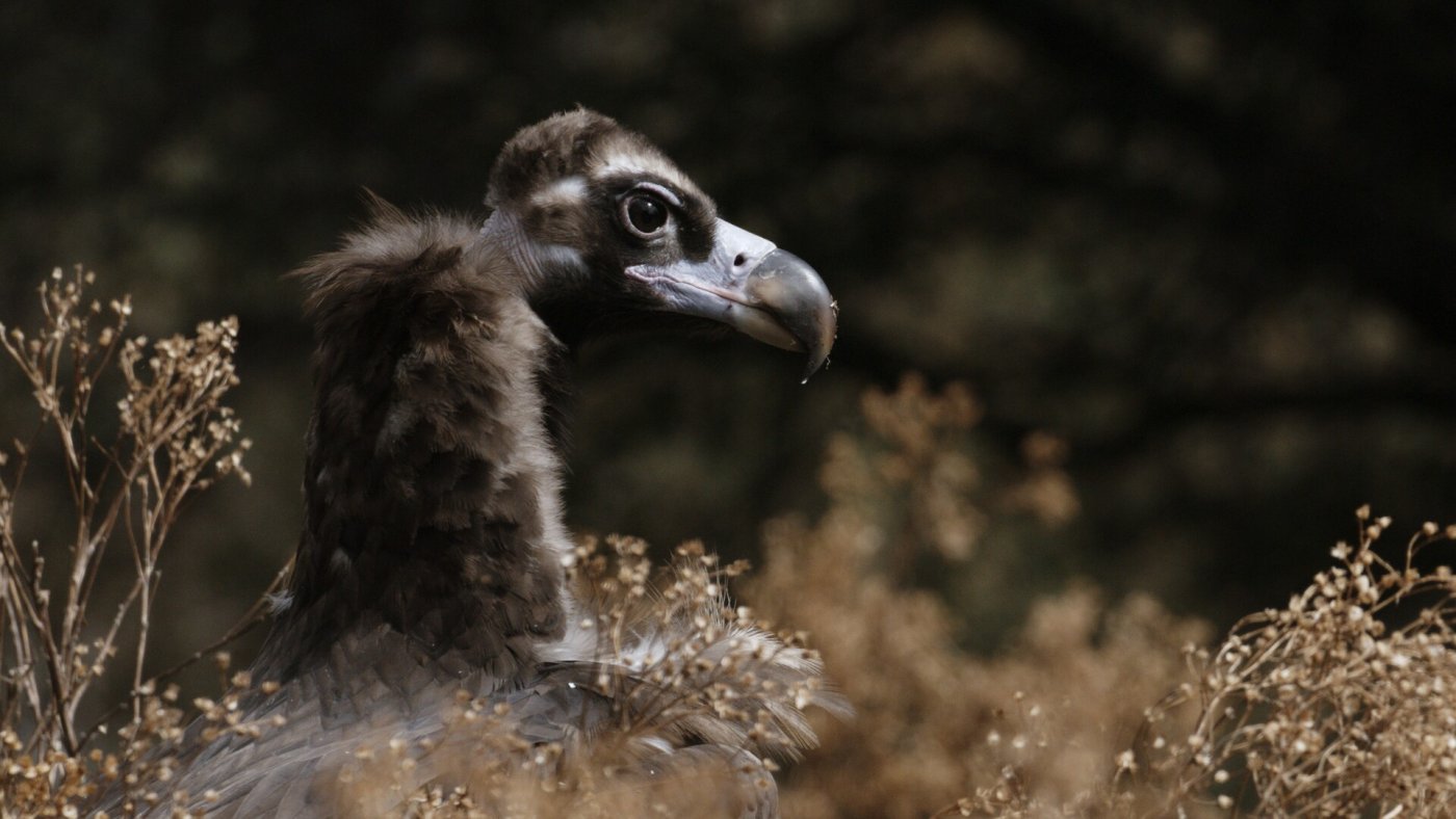 Porträt eines jungen Mönchsgeiers