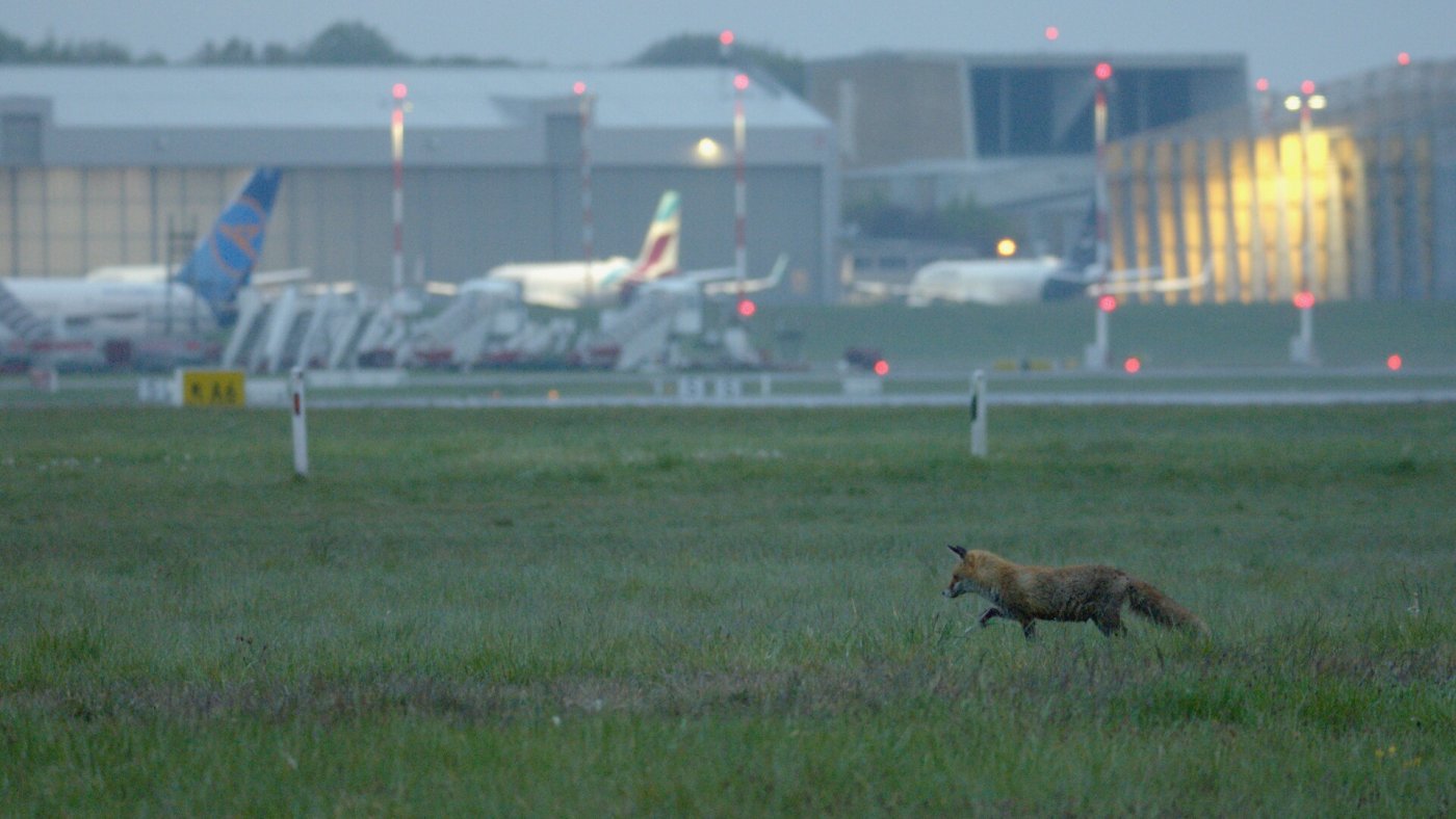 Ein Fuchs auf dem Gelände des Hamburger Flughafens.