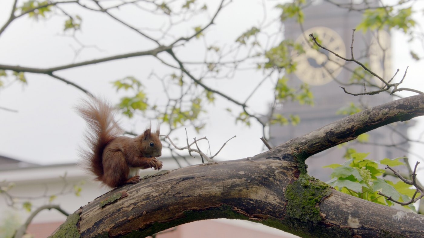 Eichhörnchen sieht man in Hamburg häufig.