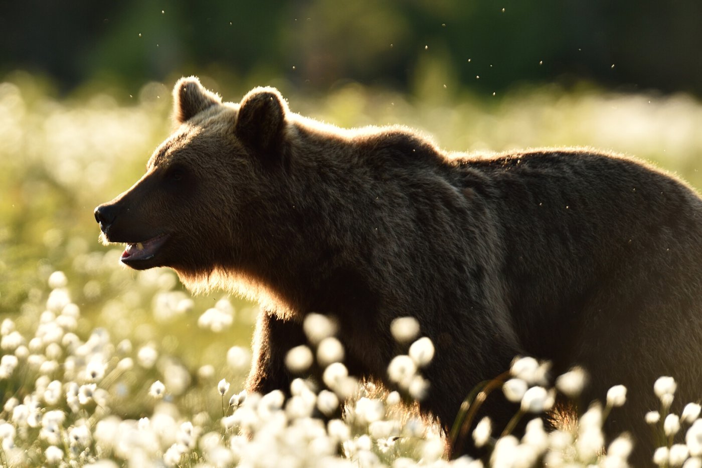 Braunbär